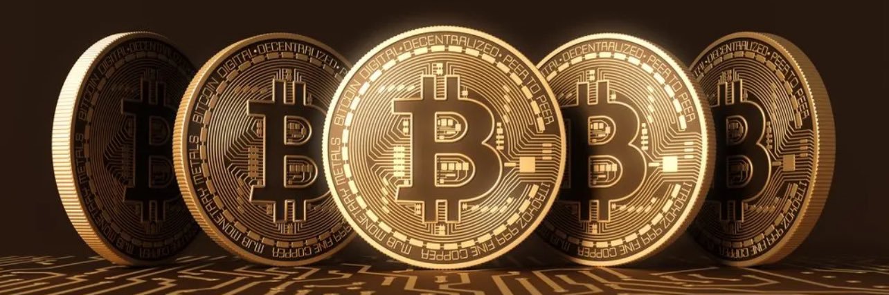 The Bitcoin Woodchuck 🤲🐢 banner