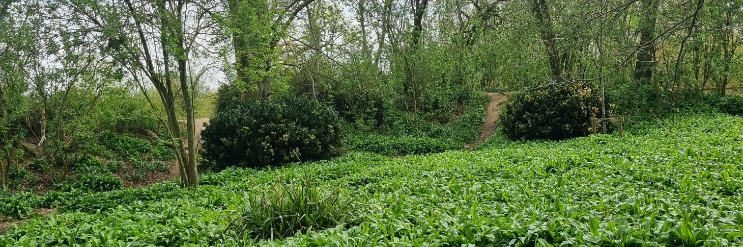 Savita Willmott banner