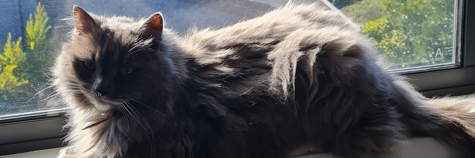 YelloMit's profile banner image
