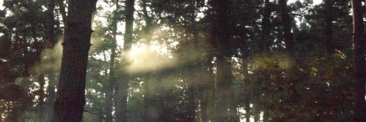 carodesiderium's profile banner image