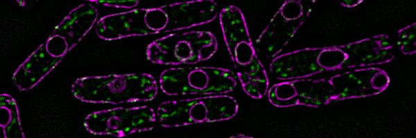 LabFriedman Profile Banner