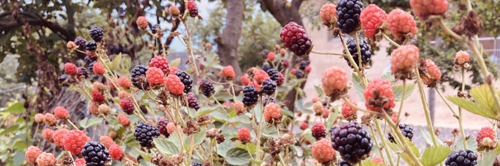 🪄 نی‌نا banner