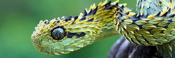 KwesiSpito Profile Banner