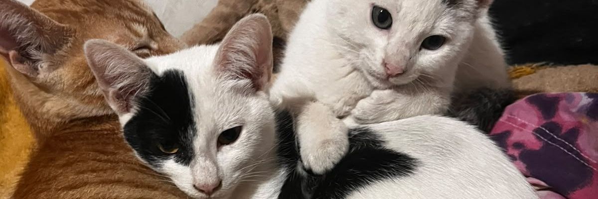 __dianeedoello's profile banner image