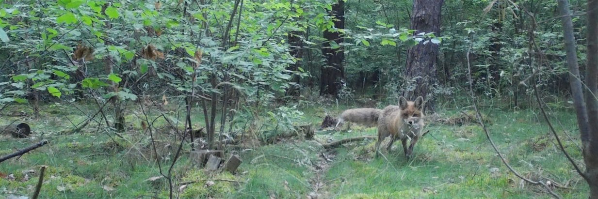 Autonomous Forest banner