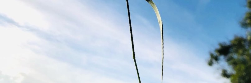 linglin53252003's profile banner image