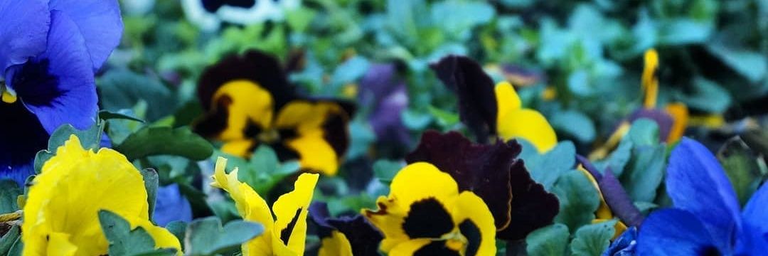 Alba_Darinka's profile banner image