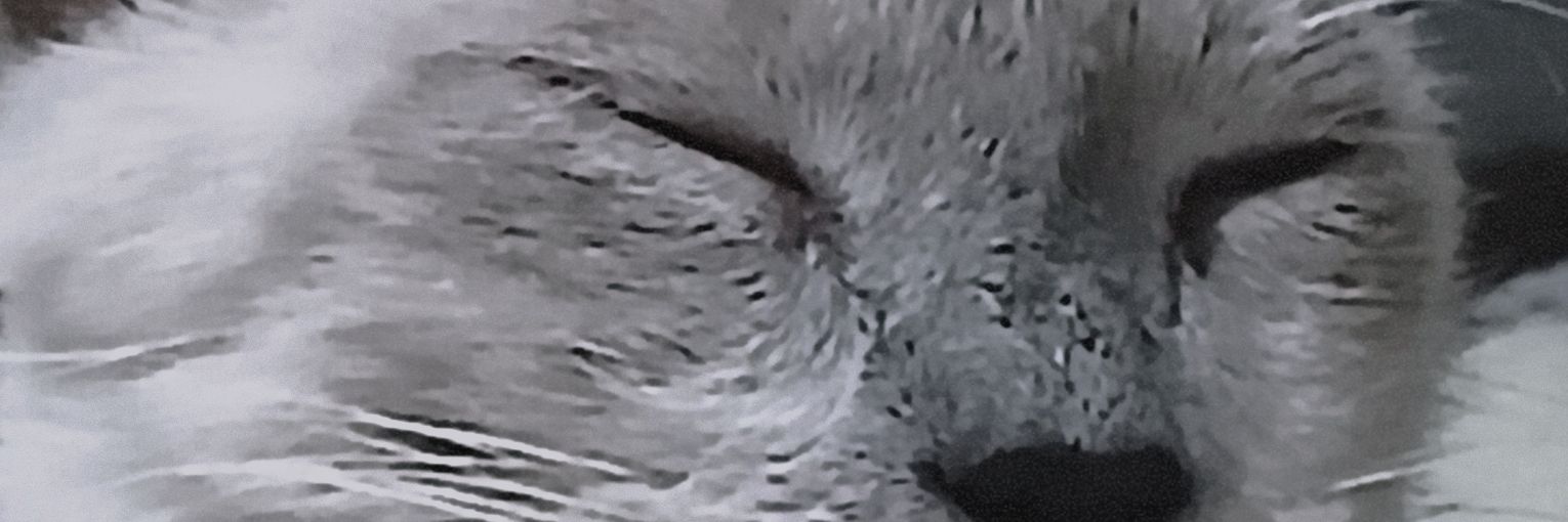 HouNaomi's profile banner image