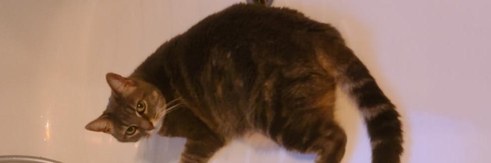 KC Tarticouille? banner