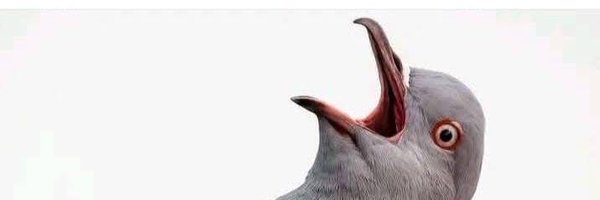 litwisar Profile Banner