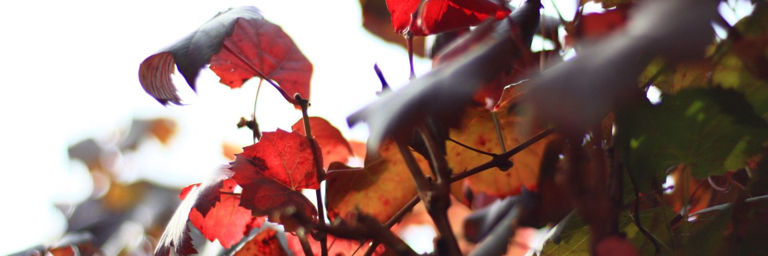 Meezer_Mum's profile banner image