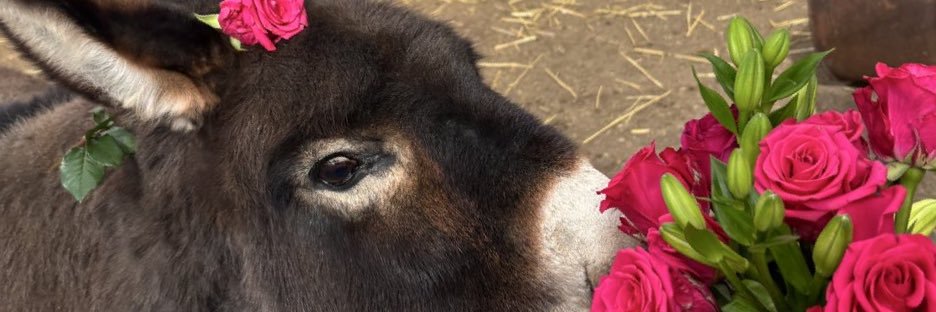 Uncle Cloyd • 🫏👑 banner