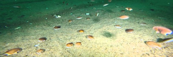 CannedScallop Profile Banner