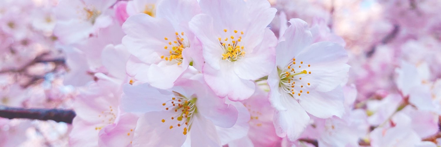 b a r b s 🌸 banner