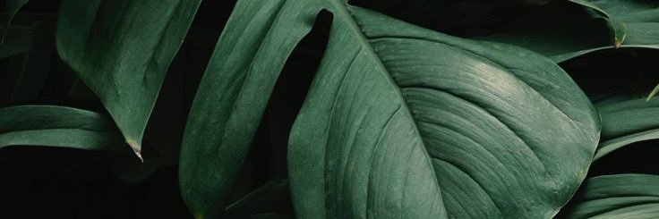 Alesiiana's profile banner image