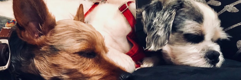mollyfrendo's profile banner image