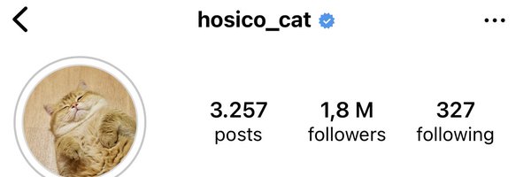 Hosico Cat Profile Banner