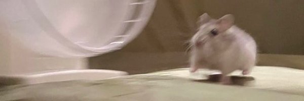 TweetsOfHamster Profile Banner