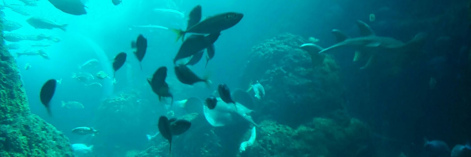 Masanobu Usami banner