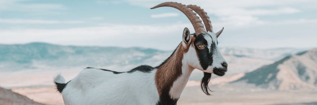 🦠🦠🦠🦠🦠 banner