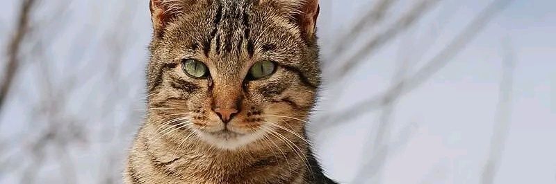 optiiimal's profile banner image
