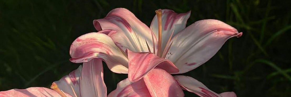 نورة 🌷 banner