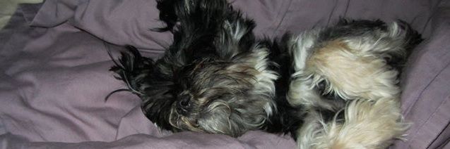 lizzy_koh's profile banner image