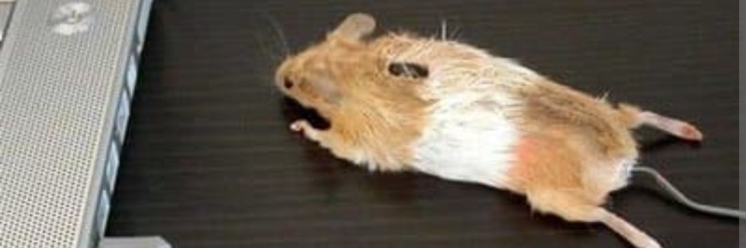 Clicker banner