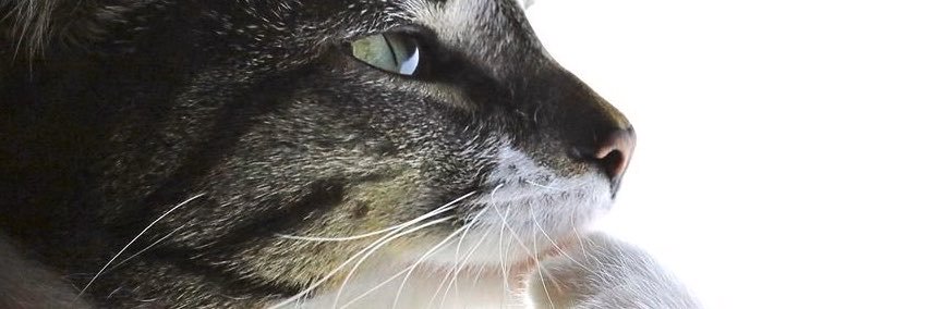 littlegingerb's profile banner image