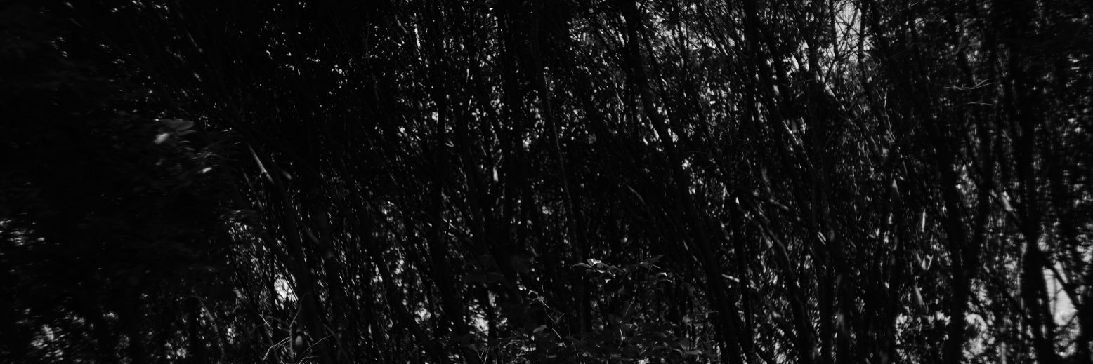 stamata banner