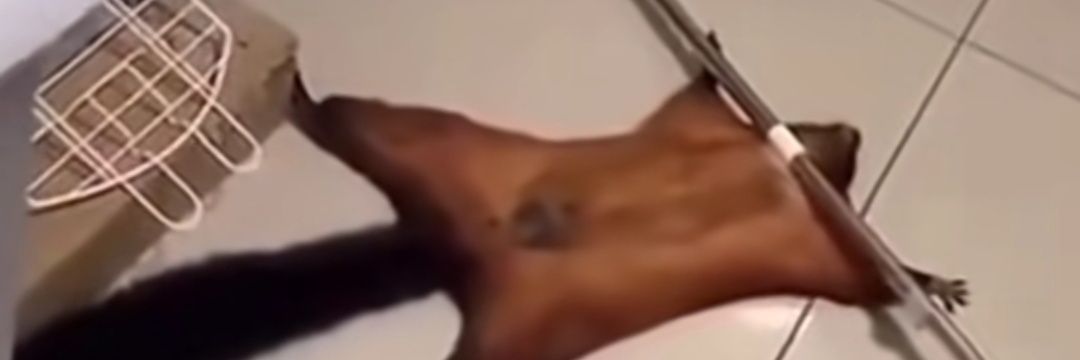 Tobbe🤍💙🤍❤️🤍💚 banner