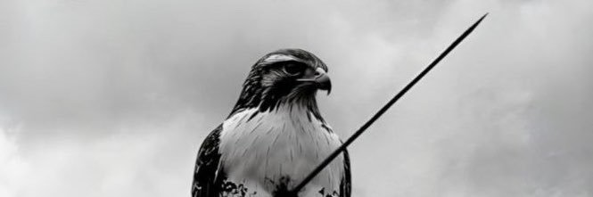 aurforgenism's profile banner image