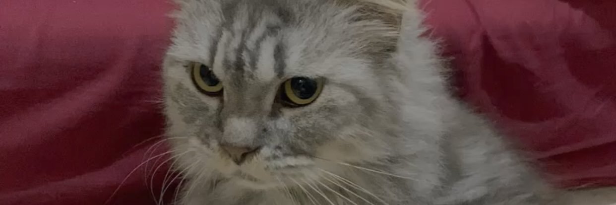 . banner