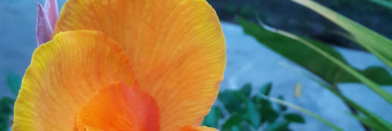 annsyi's profile banner image