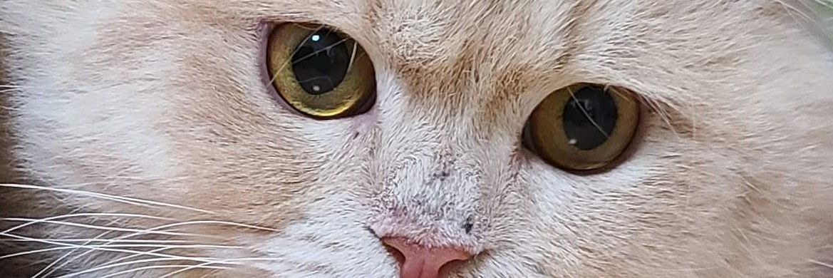 ginon_grapefrui's profile banner image