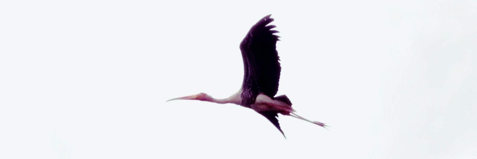 ashvini35's profile banner image