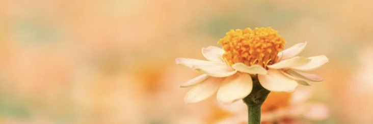kosodate_sakura's profile banner image