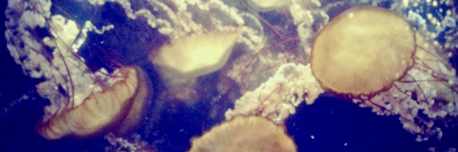 シーネットル banner