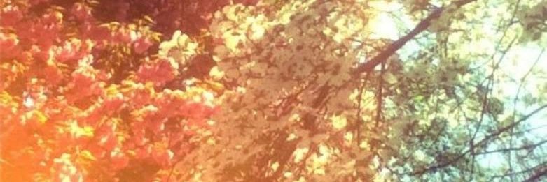 DZ banner