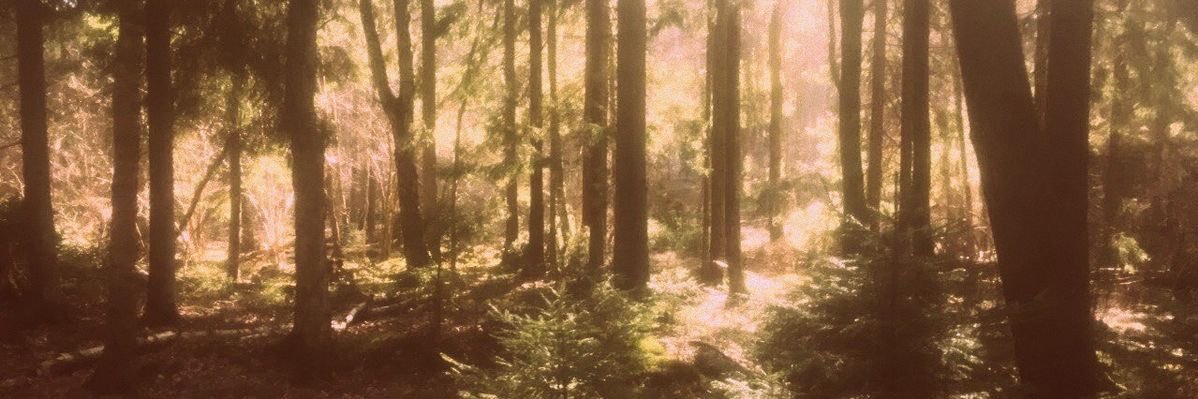 itsnoregulus's profile banner image