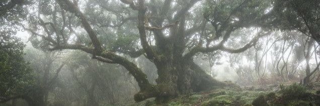 Joey Brautigam banner