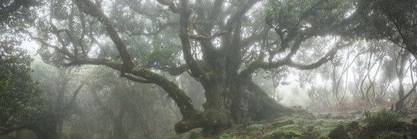 _Dialect Profile Banner