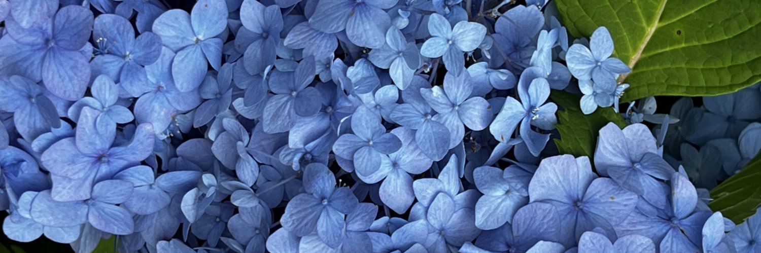 catN2425's profile banner image