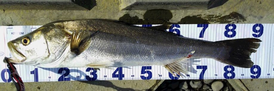 かぢゅ@ルア充の法則（改） banner