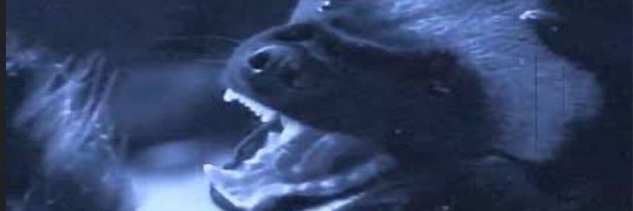 Kiwi explosivo 🥝🫀 banner