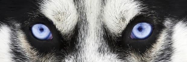 swoulahn's profile banner image