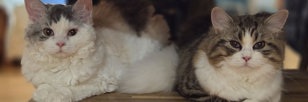 shey_notfound's profile banner image