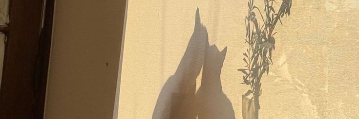 7th year: 🪾 banner