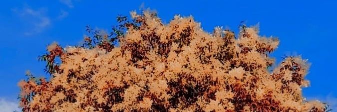 BellakooBoy's profile banner image