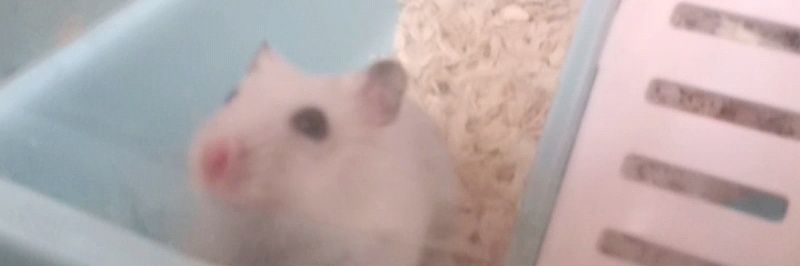 Pomelo_Switi's profile banner image